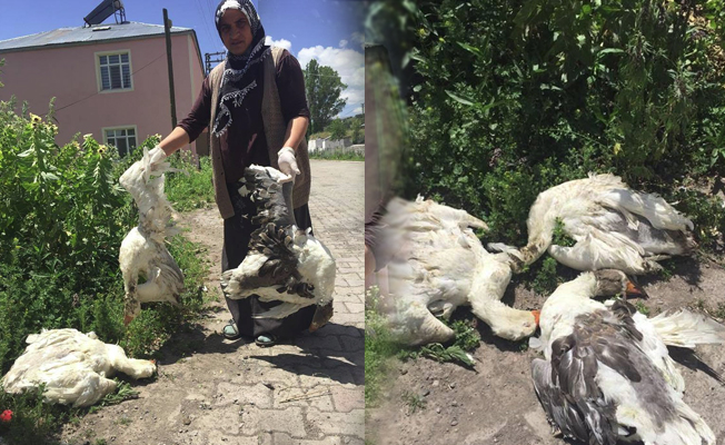 Ardahan'ın meşhur Kaz etinden kötü haber
