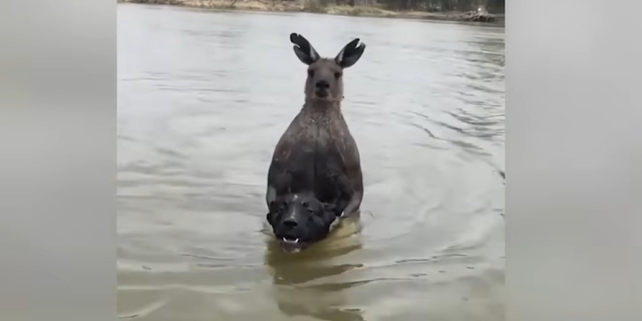 Avustralyalı adam köpeğini kangurunun elinden kurtardı