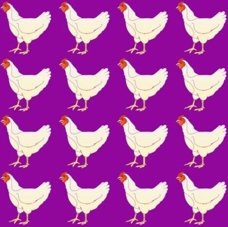 Resimdeki farklı tavuğu 10 saniyede sadece süpersonik zekalılar görebiliyor