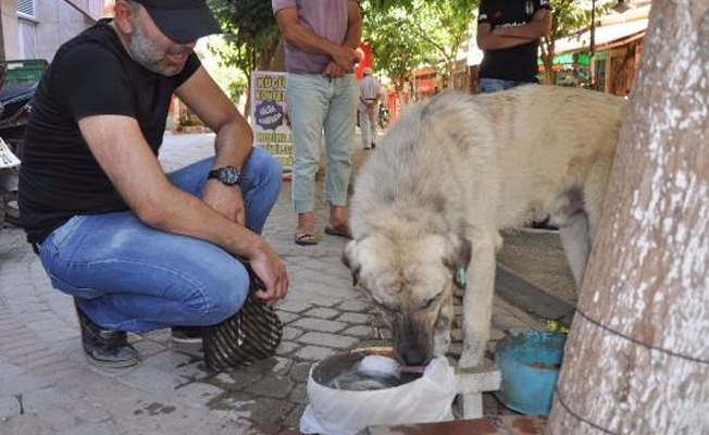 Bakın sokak hayvanlarını nasıl serinletiyor!