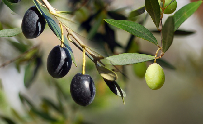 Zeytin iihracatında rekor