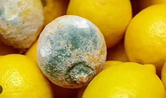 Limonu küflenmeden uzun süre saklamak mümkün! Aylarca bozulmayacak