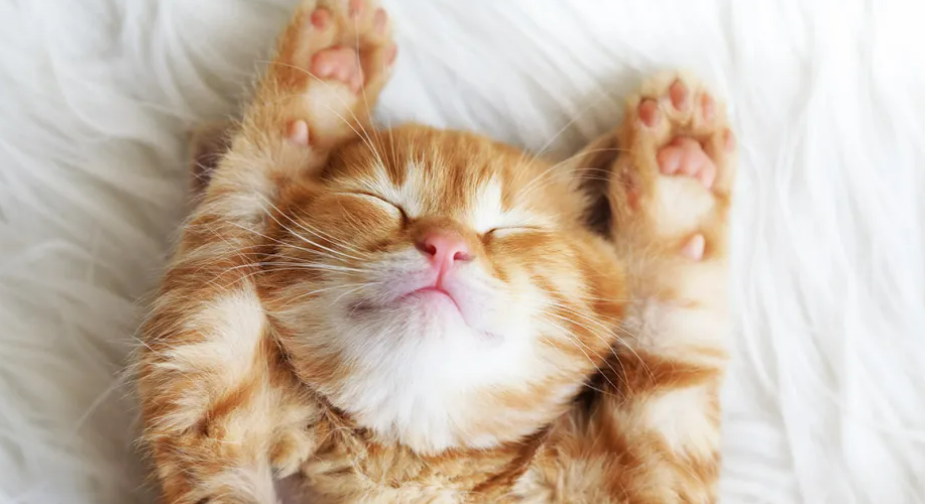 Kedilerin büyümesi o ayda duruyor! Yetişkin kedi mamasına ne zaman geçilmeli?