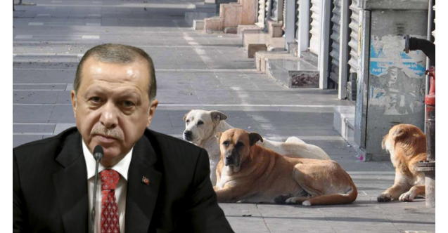 Erdoğan'dan başıboş sokak köpekleri için net açıklama