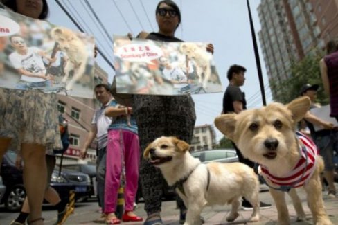 Çin'deki köpek eti festivaline karşı 11 milyon imza