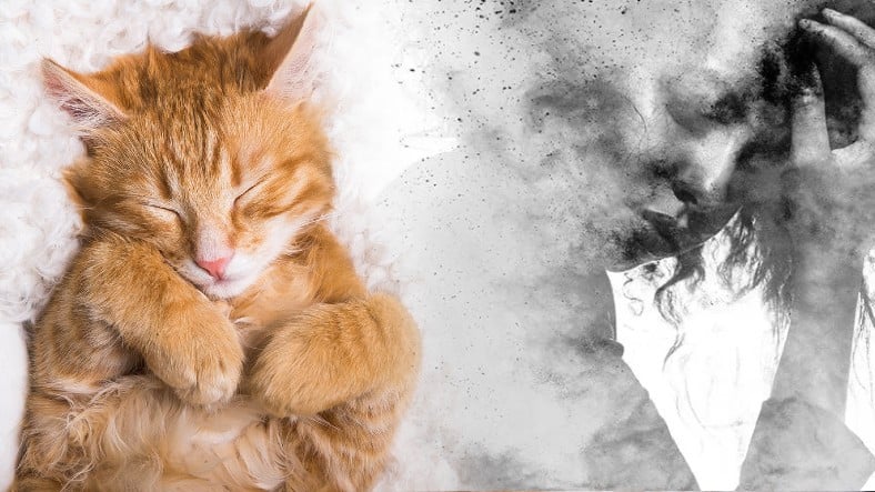 Kedi sahibi olmayla şizofreni arasında bir ilişki olduğu iddia edildi