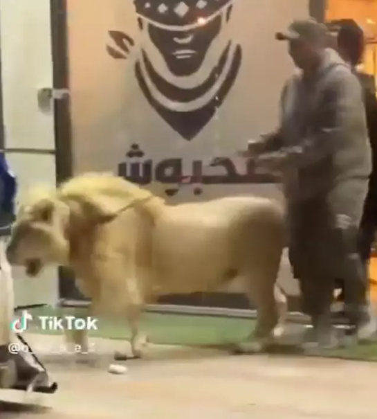 Alışveriş merkezine aslanla girdi, herkes panikle kaçıştı