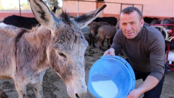 At ve eşek sütünün fiyatı, altınla yarışıyor