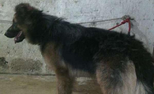 Sokak köpeklerini boyayıp sattı