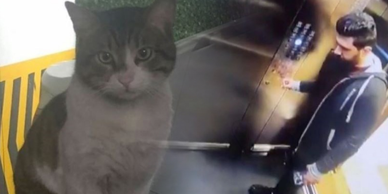 Kedi katili hakkında karar çıktı!