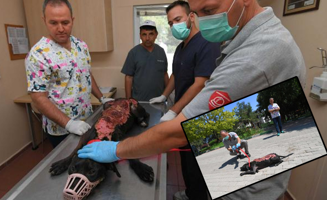 Üzerine kızgın su dökülen köpek tedaviye alındı