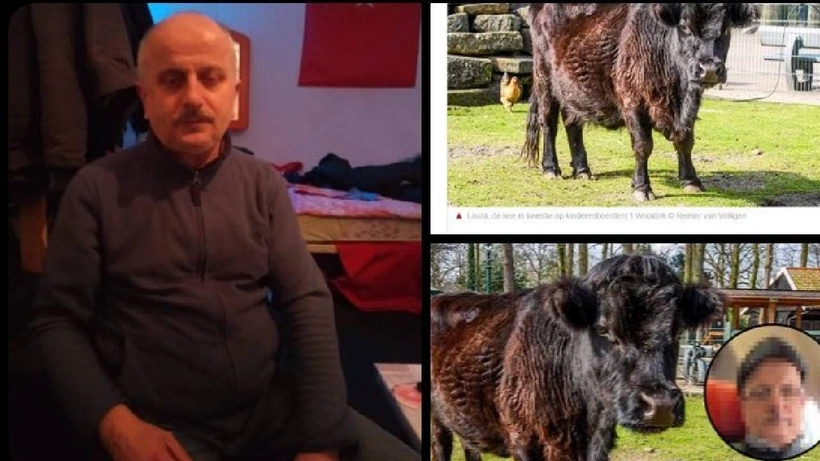 Hollanda’da ineğe tecavüz eden Türk sınır dışı edildi