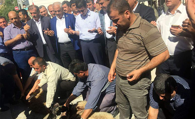 Kaymakam göreve kurban keserek başladı