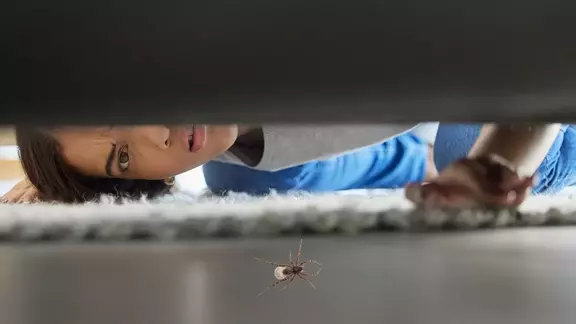 Meğer karınca ve örümcekler bu yüzden eve giriyormuş! Karınca ve örümcekleri evden uzaklaştırmanın yolu basit