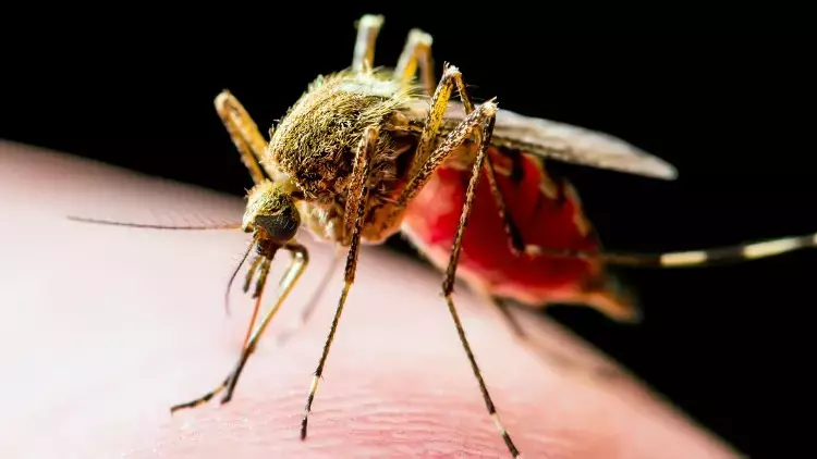 Sivrisinek kaşıntısına ne iyi gelir? İşte sivrisinek kaşıntısını geçirmenin 3 basit yolu