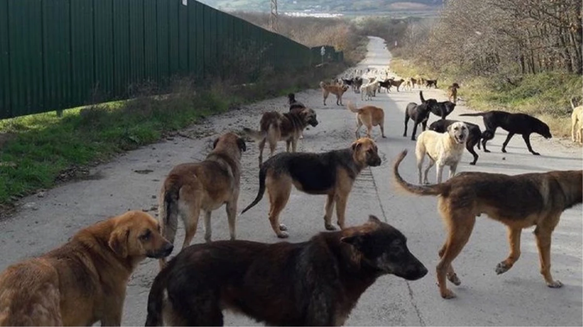 Kocaeli Valiliği'nden sokak köpekleriyle ilgili belediyelere yazı: "En az acı veren ve en hızlı şekilde ölüm..."