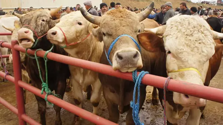 Kurban kesim ücretleri açıklandı! İşte büyükbaş ve küçükbaş fiyatları