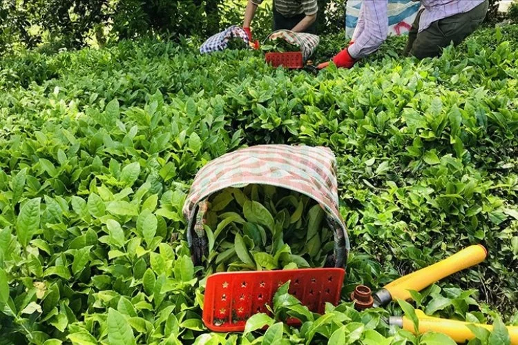 Yaş çay alım fiyatları açıklandı