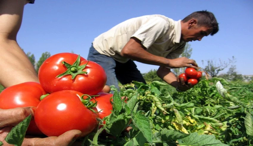 Domateslerde zararlı madde bulundu! Apar topar toplatıldı