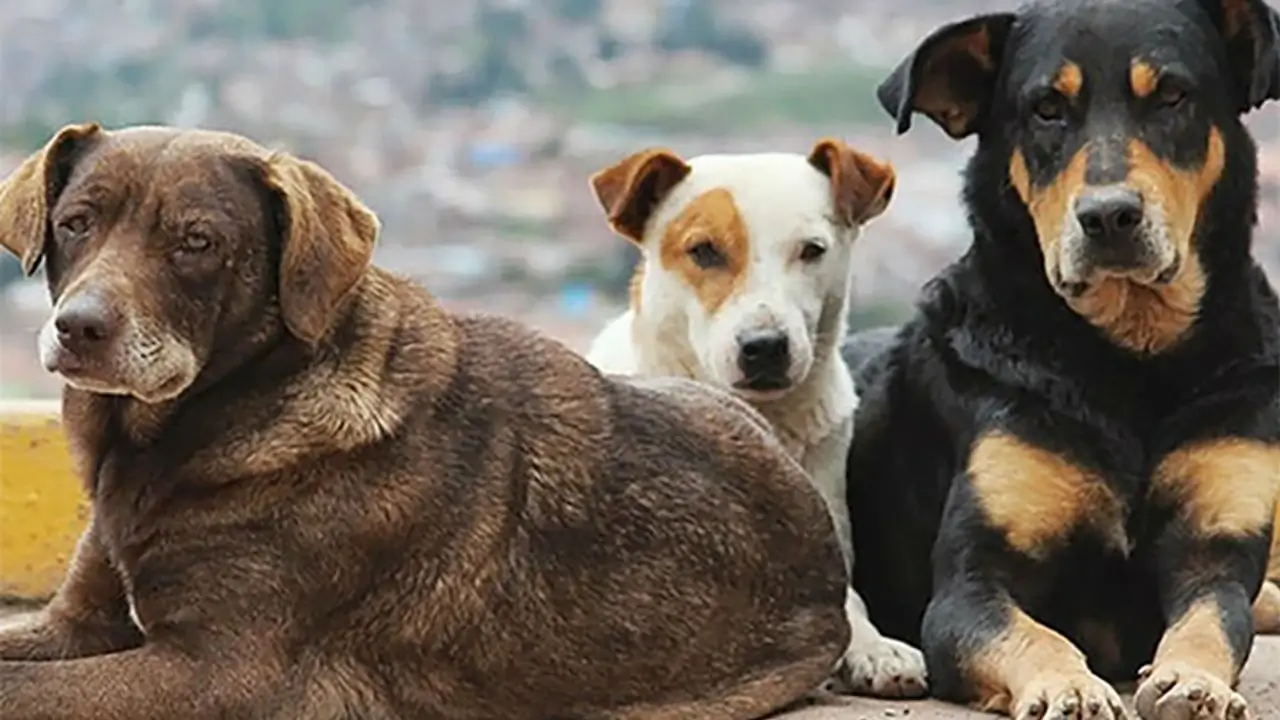 Tanju Özcan'dan Devlet Bahçeli'ye sokak köpekleri çağrısı: "Sayın Bahçeli, AK Parti vekilleri uyutmak derken, öldürmeyi kastediyor"