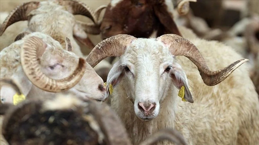Kurban bayramı tatili 9 gün olacak mı?