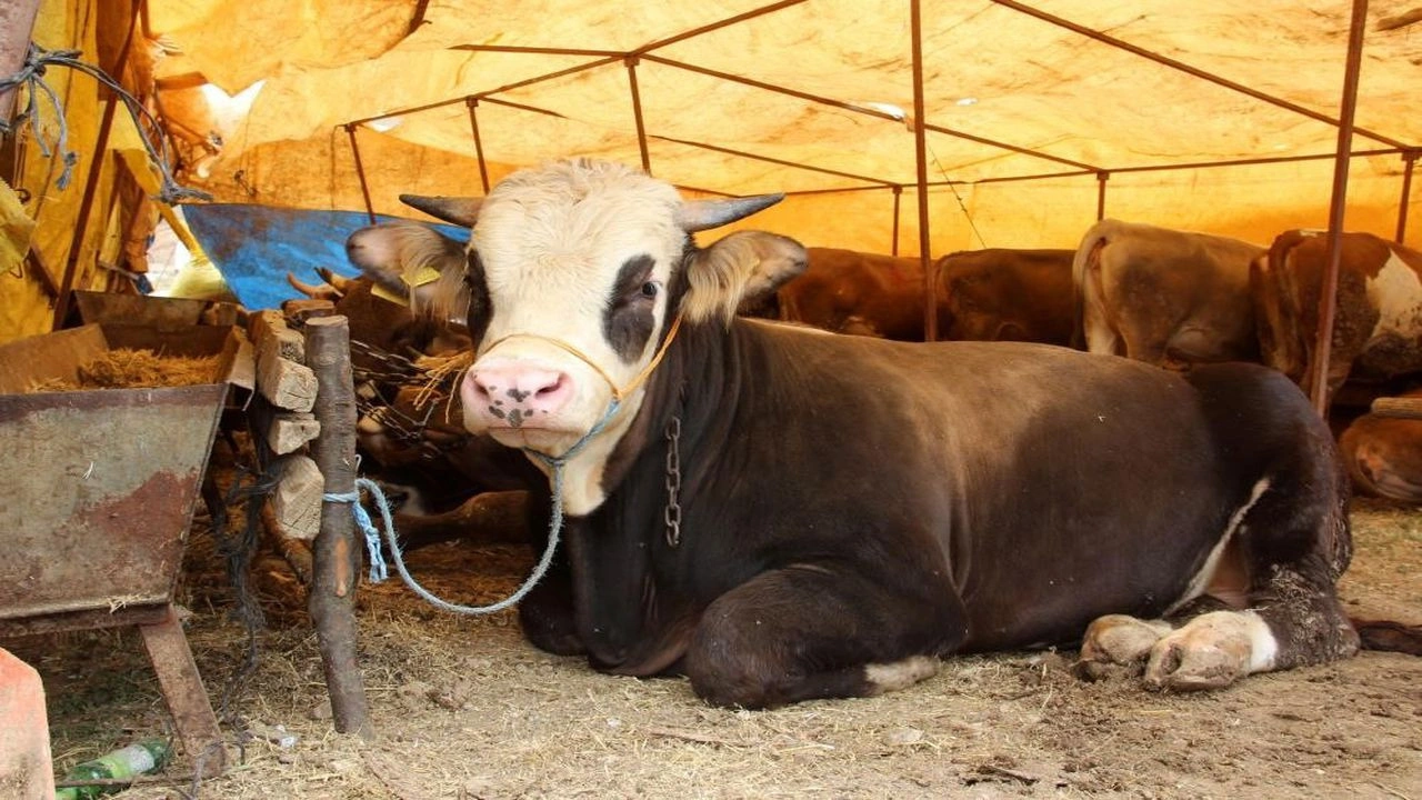 Kurban keserken bunları yapmayın! Cezası büyük