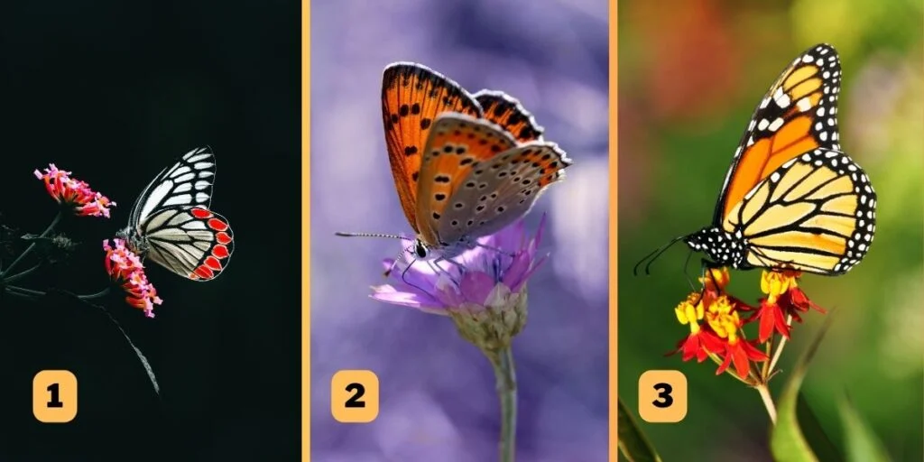 Seçtiğiniz kelebeğe göre ne kadar narinsiniz?