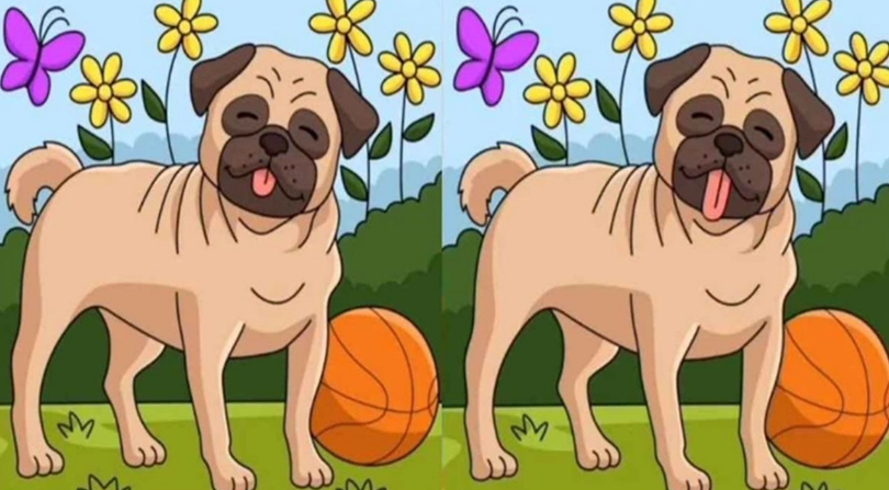 Dil çıkaran iki köpek arasındaki 3 farkı bulanlar süper zekalı!