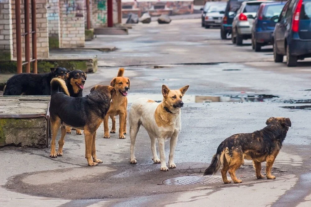 AKP'li isim sokak köpeklerinin uyutulması için 'zorunlu' dedi! Hayvanların öldürülmesine onlar karar verecek