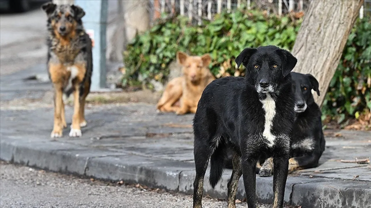 Avrupa Birliği'nden örnek olacak adım! Kedi ve köpeklerin refahı için yasa hazırlandı