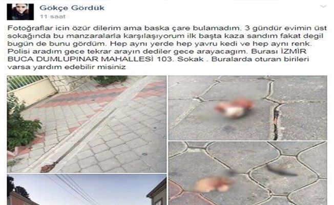 İzmir'de kedileri parçalayarak yola attılar!