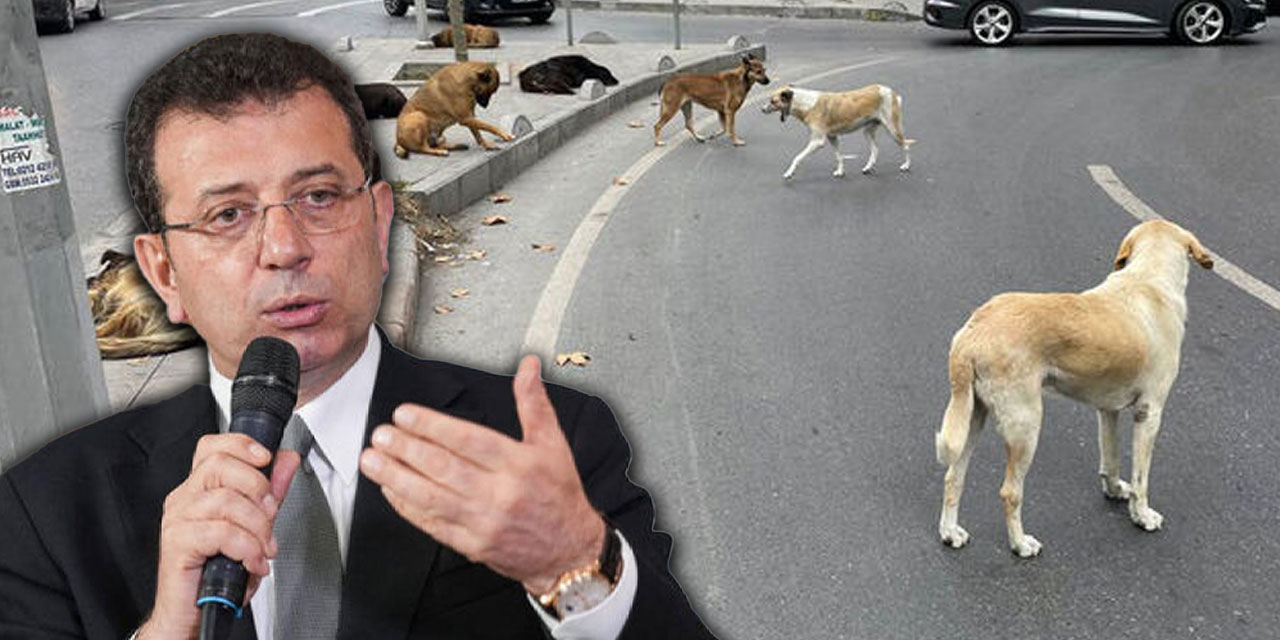 Ekrem İmamoğlu'ndan sokak hayvanları açıklaması!