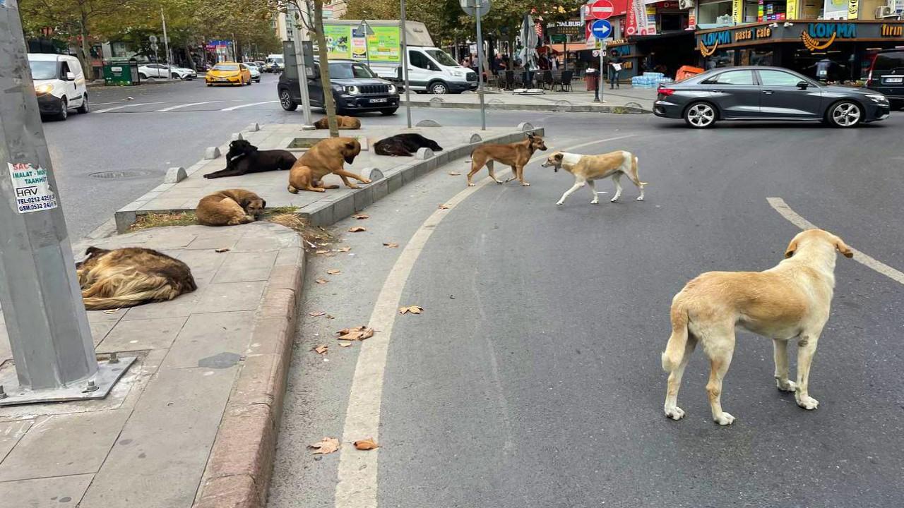 Hayvan yasası teklifinin ilk 5 maddesi kabul edildi