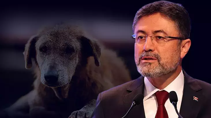 Bakan Yumaklı, sokak hayvanları yasasını savundu: Neresinde katliam var anlamış değilim?
