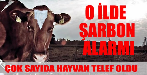Balıkesir'de 'şarbon' alarmı: Onlarca hayvan öldü