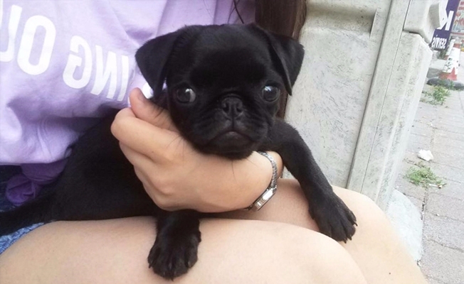 İDO görevlisinin suya düşürdüğü üç aylık köpek öldü
