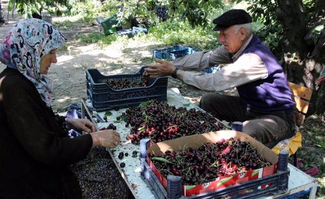 15 yıl sonra kiraz üreticilerinin yüzü güldü!