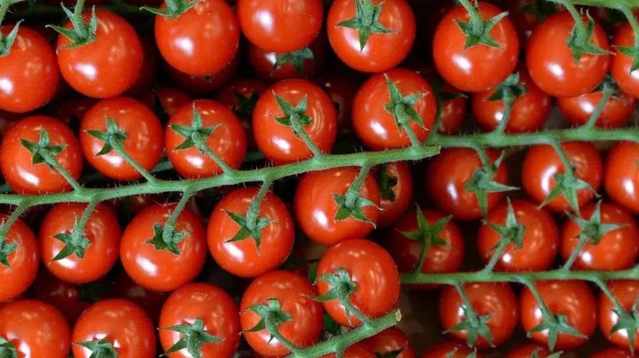 Domatesi bu şekilde tüketenler dikkat!