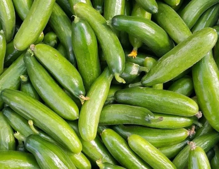 Salatalığın zararları nedir?