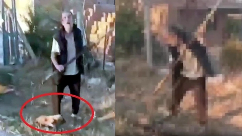 Yavru köpekleri dirgenle öldüren şahıs 'pişmanım' diyince tahliye edildi