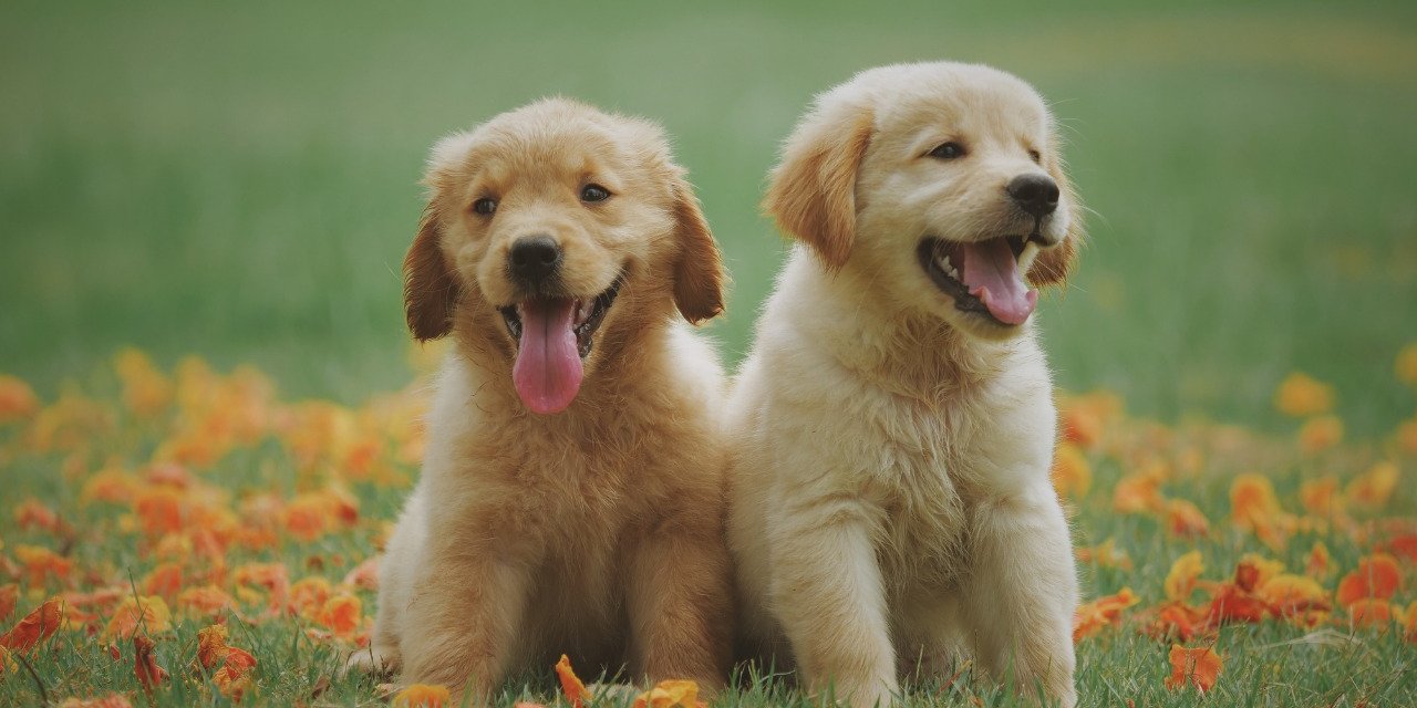 Light Köpek Mamaları: İdeal Kilo Kontrolü