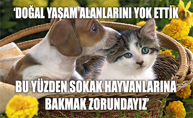 Emekli maaşıyla sokak hayvanlarını besliyor