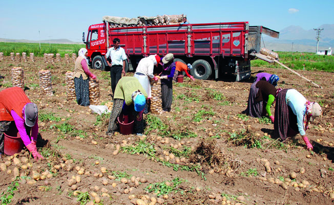 Niğde'de turfanda patatesin hasadı başladı