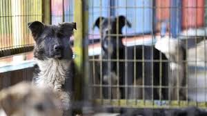 Bakanlık 81 il valiliğine sahipsiz köpekler için talimat gönderdi