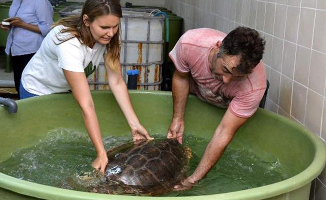 Güzel şeyler de oluyor ülkemizde: 2 caretta caretta böyle kurtarıldı!