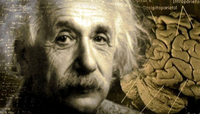 Bu dört besin beyni Einstein gibi çalıştırıyor! İşte zeka geliştiren o besinler