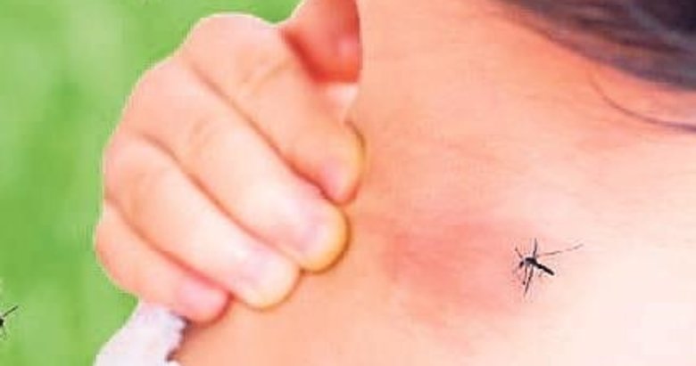 Sivrisinekler neden başkasını değil de hep sizi ısırıyor? Stres seviyesine dikkat...