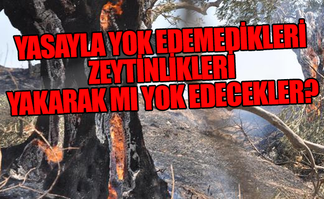 Zeytinlikler göz göre göre, alev alev yandı; yurttaşlar isyan etti: İtfaiye geç geldi