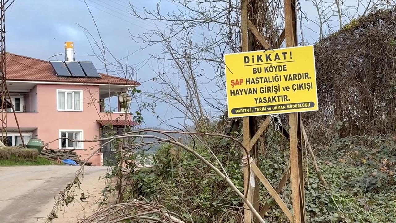 Doğu’da Şap Alarmı: Yaylalarda Binlerce Hayvan Tehlikede