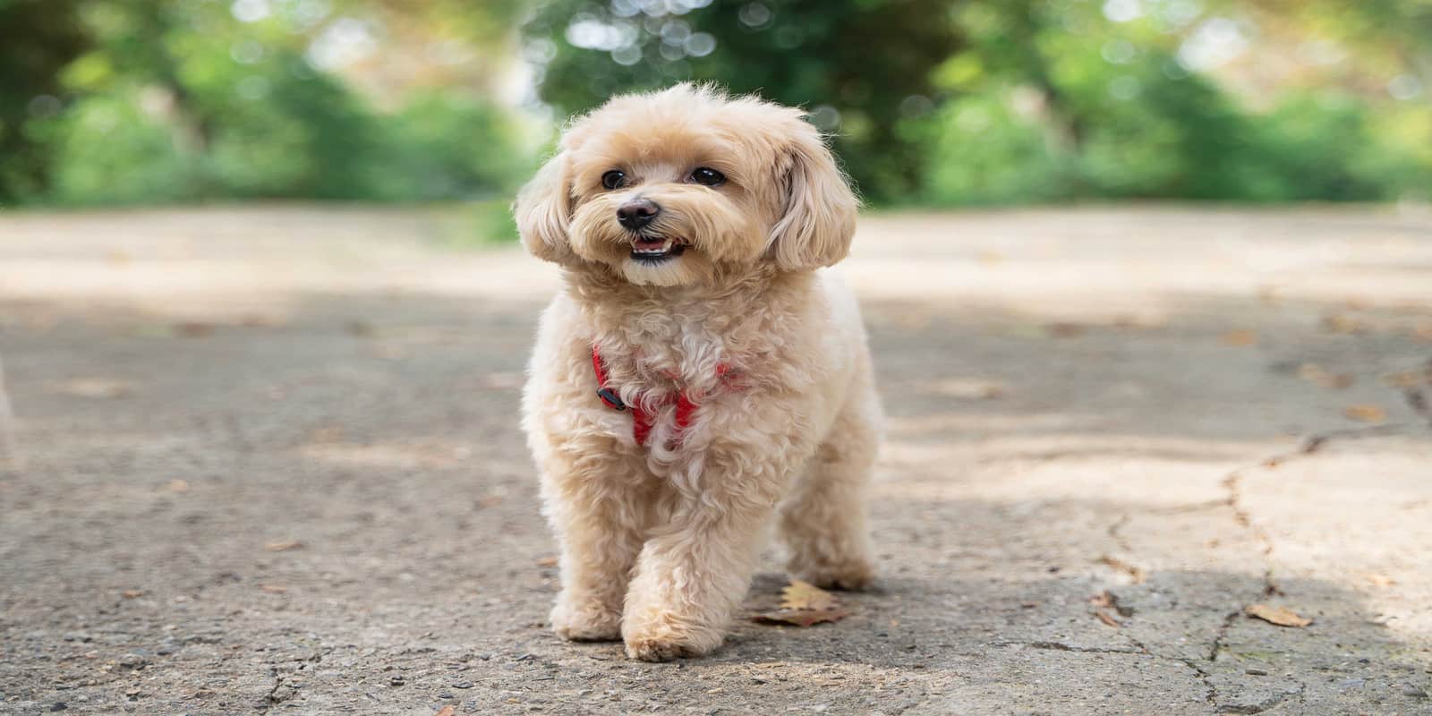 Maltipoo Köpekleriniz İçin En Etkili Bakım Rehberi